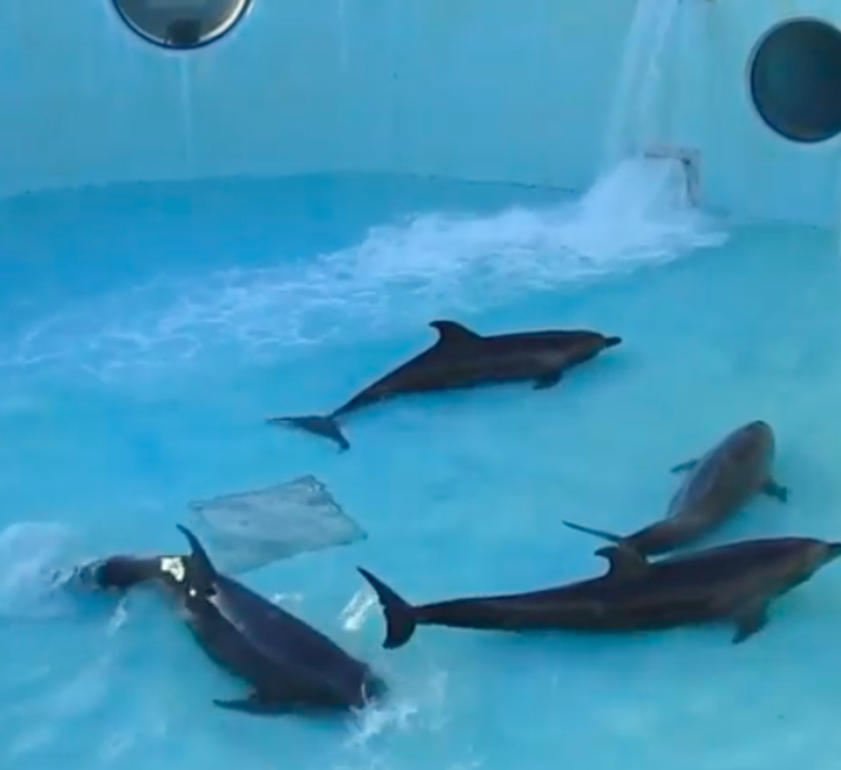 Video Shows Dolphins Trying To Swim During Aquarium's Tank Cleaning