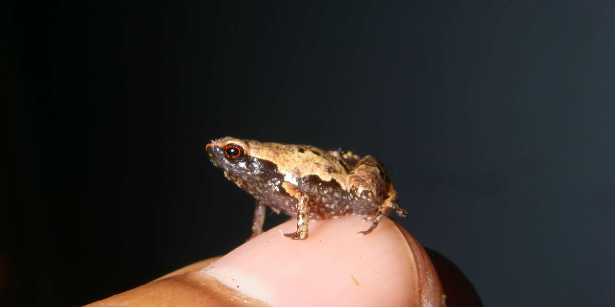 Newly Discovered Genus Of Mini Frogs Are Smaller Than A Fingernail ...