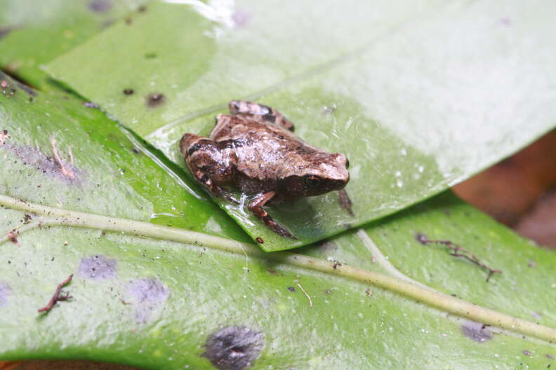 Behold: 4 New Species Of Tiny Frogs Smaller Than A Fingernail : The Two-Way  : NPR