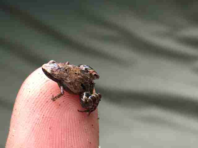 Newly Discovered Genus Of Mini Frogs Are Smaller Than A Fingernail ...