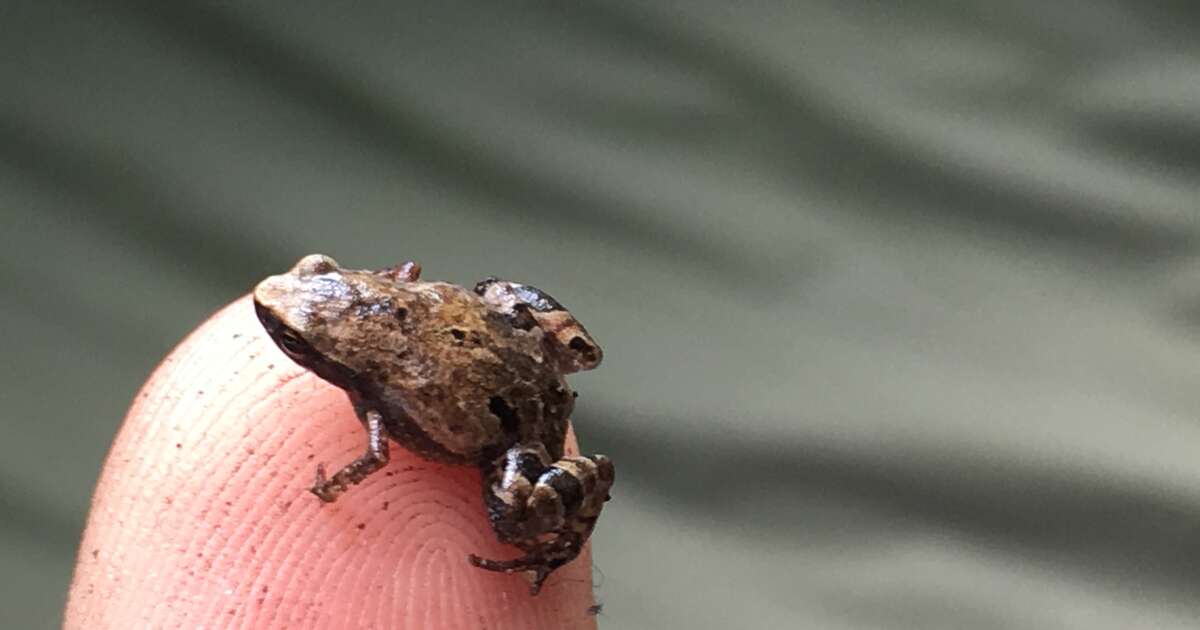 Newly Discovered Genus Of Mini Frogs Are Smaller Than A Fingernail ...