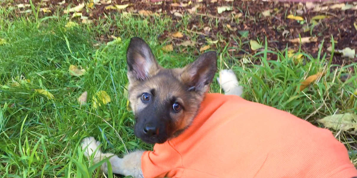 Puppy Who Wasn't Supposed To Walk Teaches Herself To Run - Videos - The ...