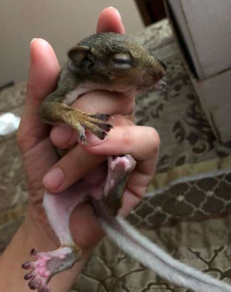 A baby squirrel blown from her nest