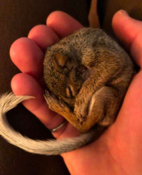 Baby squirrel Annie at her rescuer's house