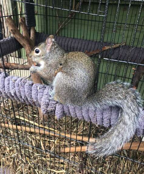 Wild rescue squirrel adjusts to life outside