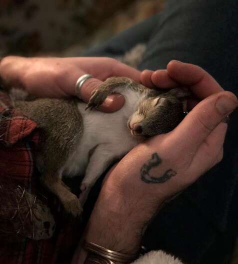 Annie the squirrel snuggles her rescuer