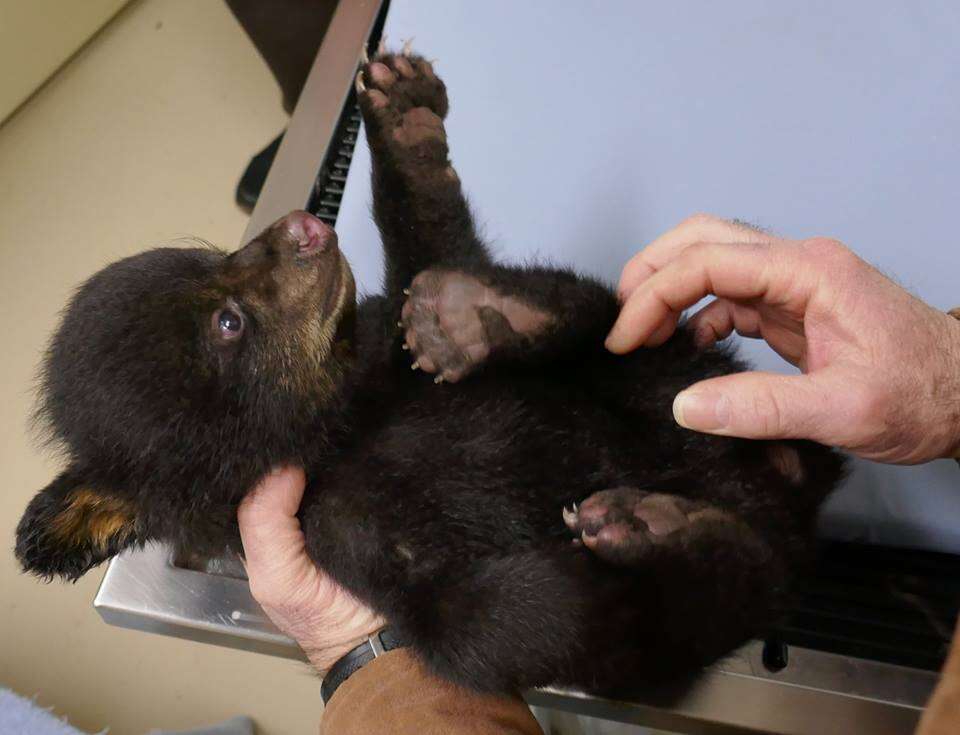 Officers Rescue Bear Cubs From Flooded Den - The Dodo