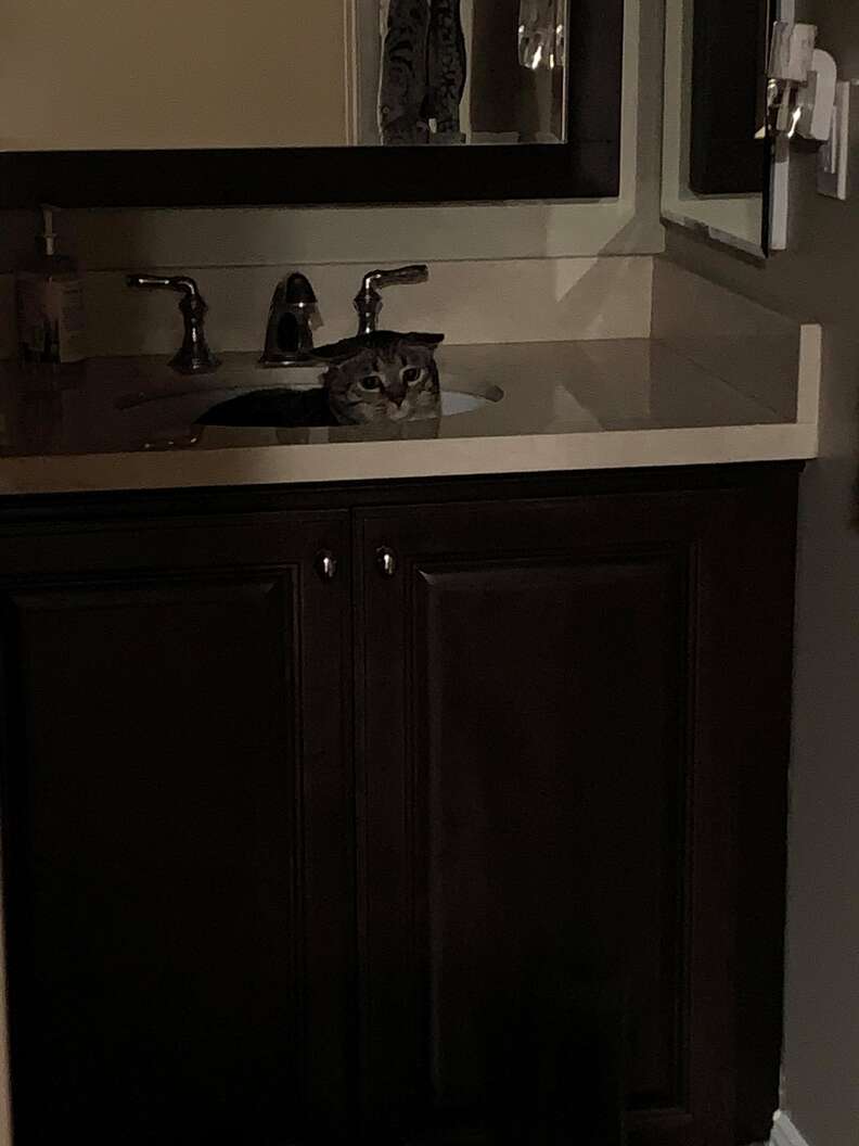 cat hides from dog in sink
