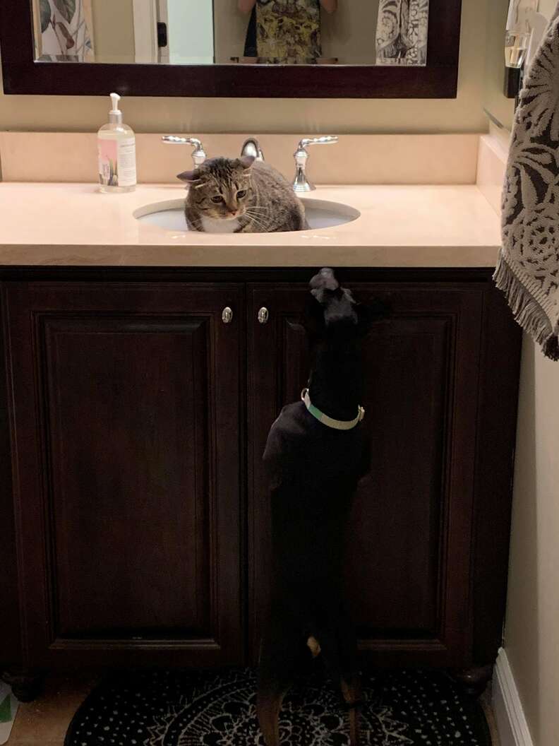 cat hides from dog in sink