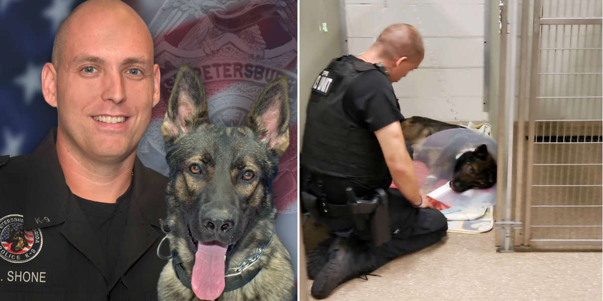 Florida Police Officer Comforts His Injured K9 Partner At The Hospital