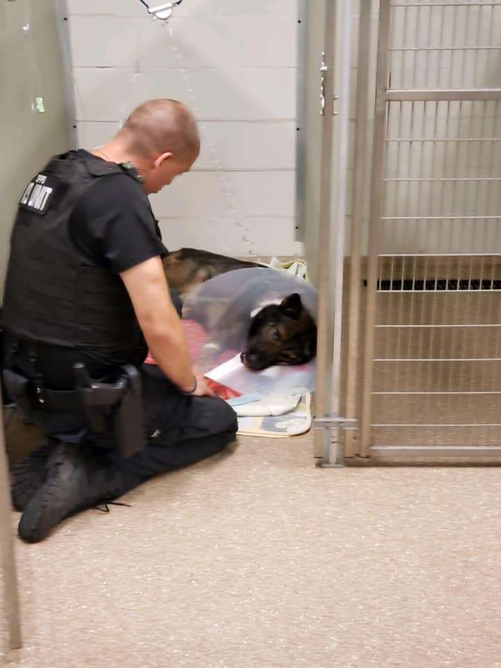 K9 Officer Shone watches over his dog Titan at the hospital