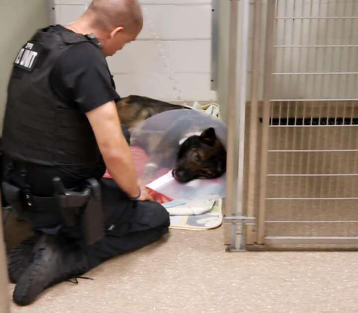 Florida Police Officer Comforts His Injured K9 Partner At The Hospital 