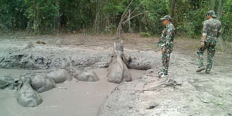 baby elephants stuck in mud