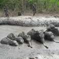 baby elephants stuck in mud