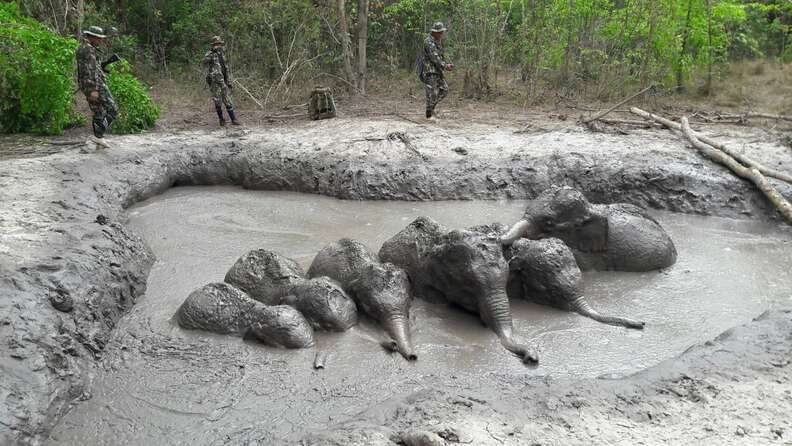 baby elephants stuck in mud