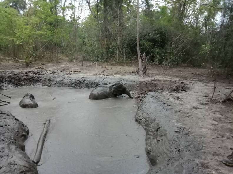 baby elephants stuck in mud
