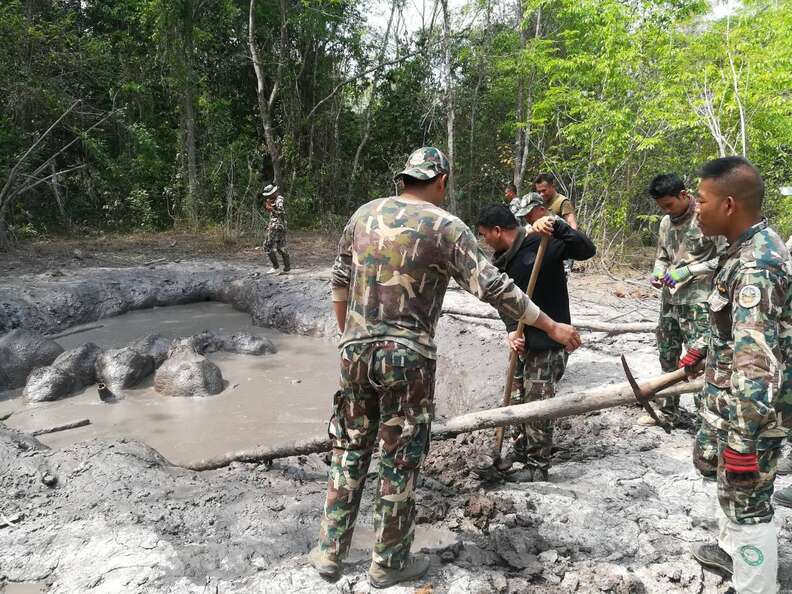 baby elephants stuck in mud