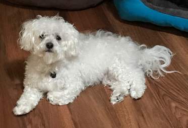 dog transformation