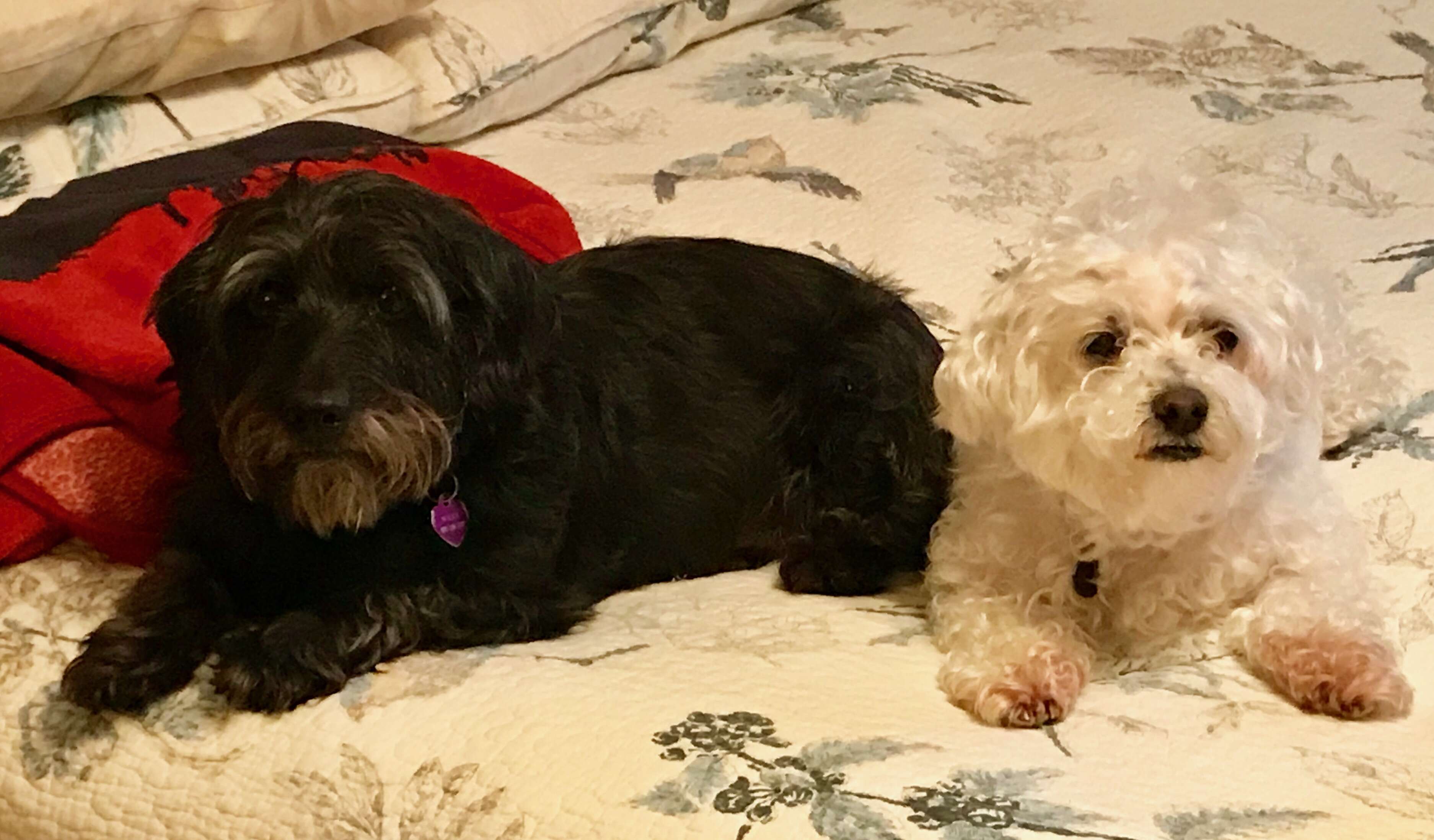 dog transformation