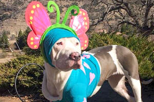 This Pittie Puppy Was Completely Transformed By Love