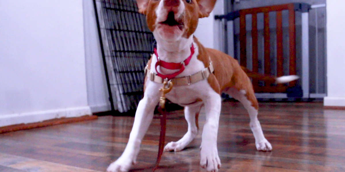 Tiny Puppy Saved From Dog Fighting Falls Into The Right Hands - Videos ...