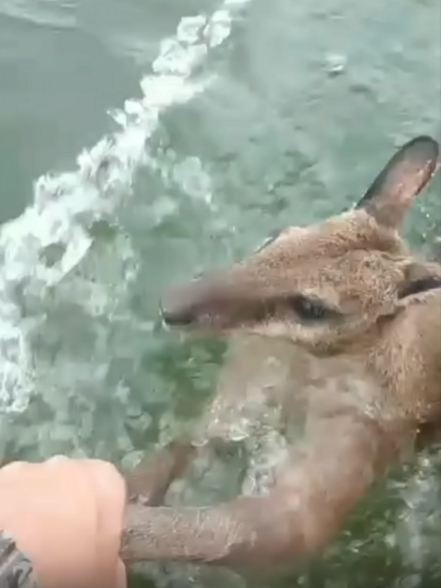 Guys Out Fishing Find A Little Wallaby Struggling Far From Shore - The Dodo