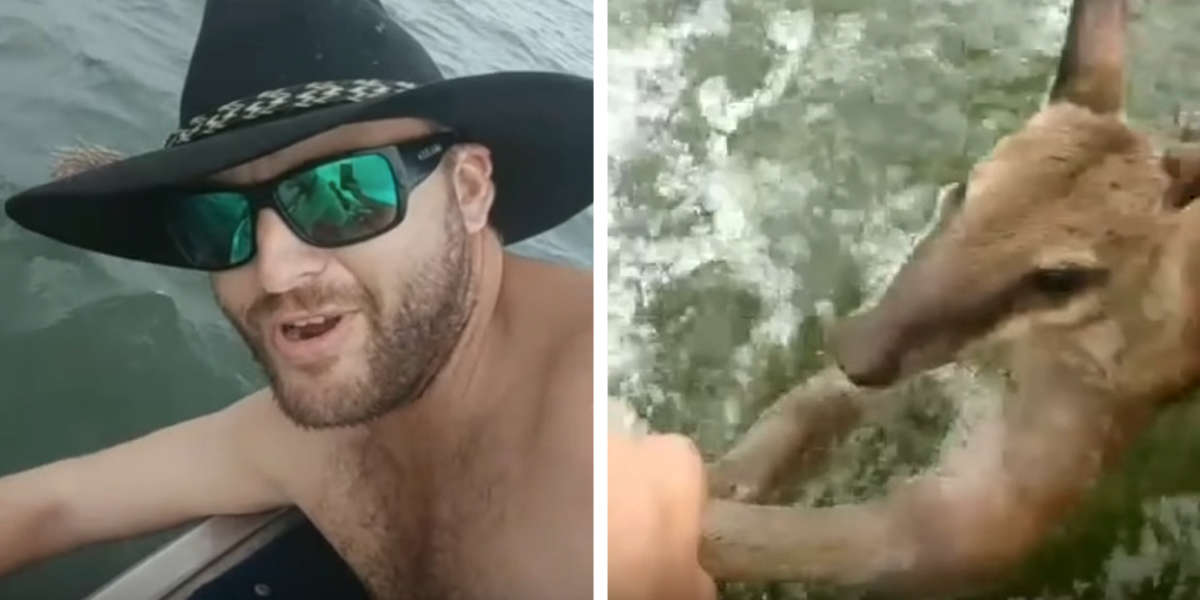 Guys Out Fishing Find A Little Wallaby Struggling Far From Shore - The Dodo