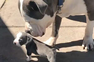Half-Pound Pittie Puppy Grows Up With His 90-Pound Foster Brother