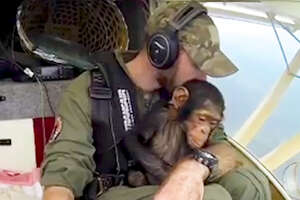 Pilot Flies With Rescued Baby Chimp On His Lap