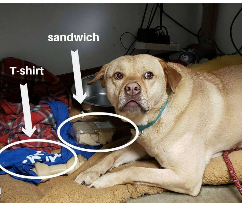 shelter dog steals
