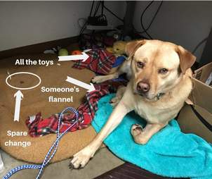 shelter dog steals