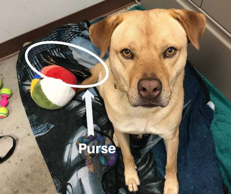 shelter dog steals