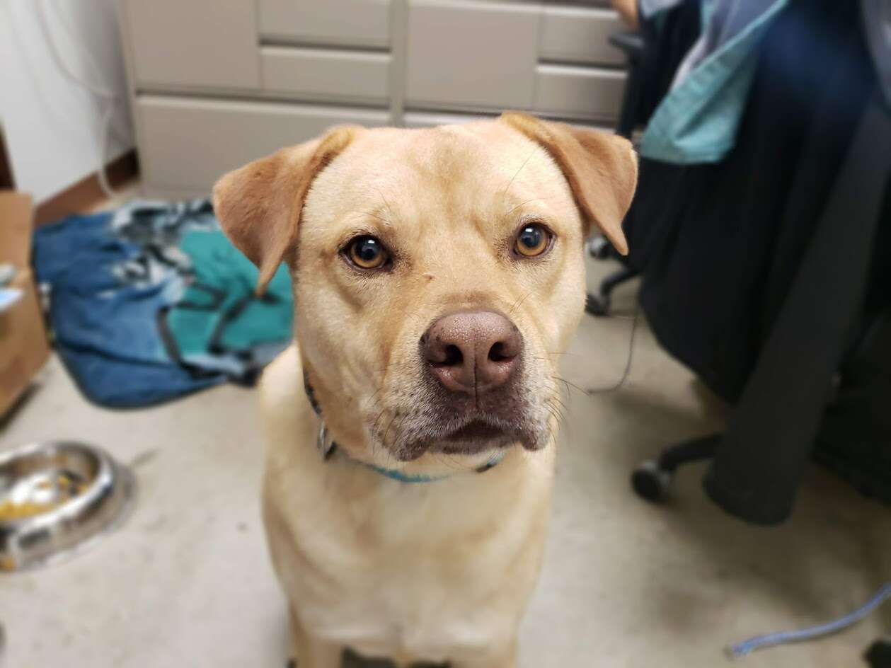 shelter dog steals