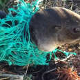 Animals Trapped In Fishing Nets Get Rescued Just In Time