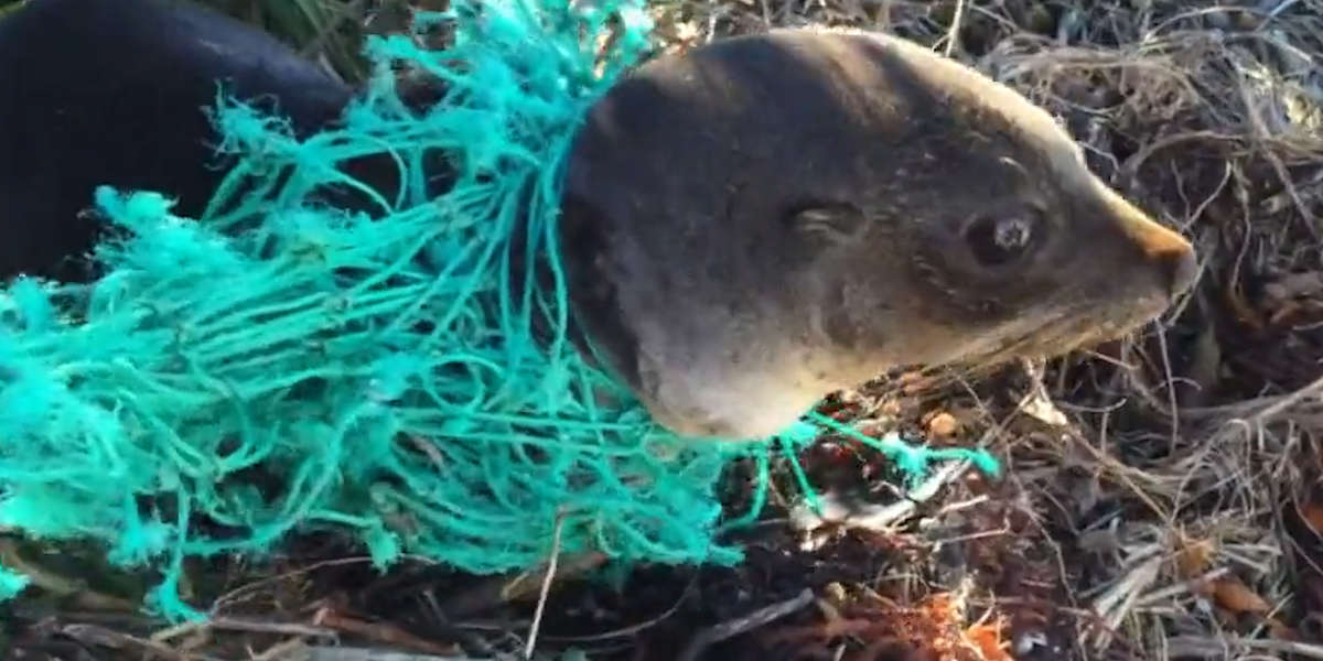 Animals Trapped In Fishing Nets Get Rescued Just In Time - Videos - The ...