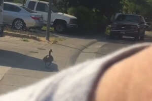 Goose Randomly Starts Following Man Wherever He Goes