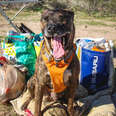 Dog Is Very Good At Recycling 