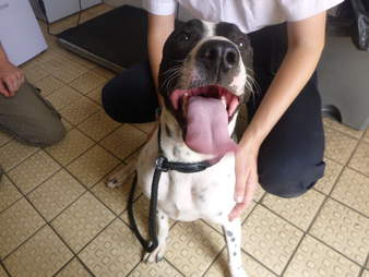smiling rescue dogs