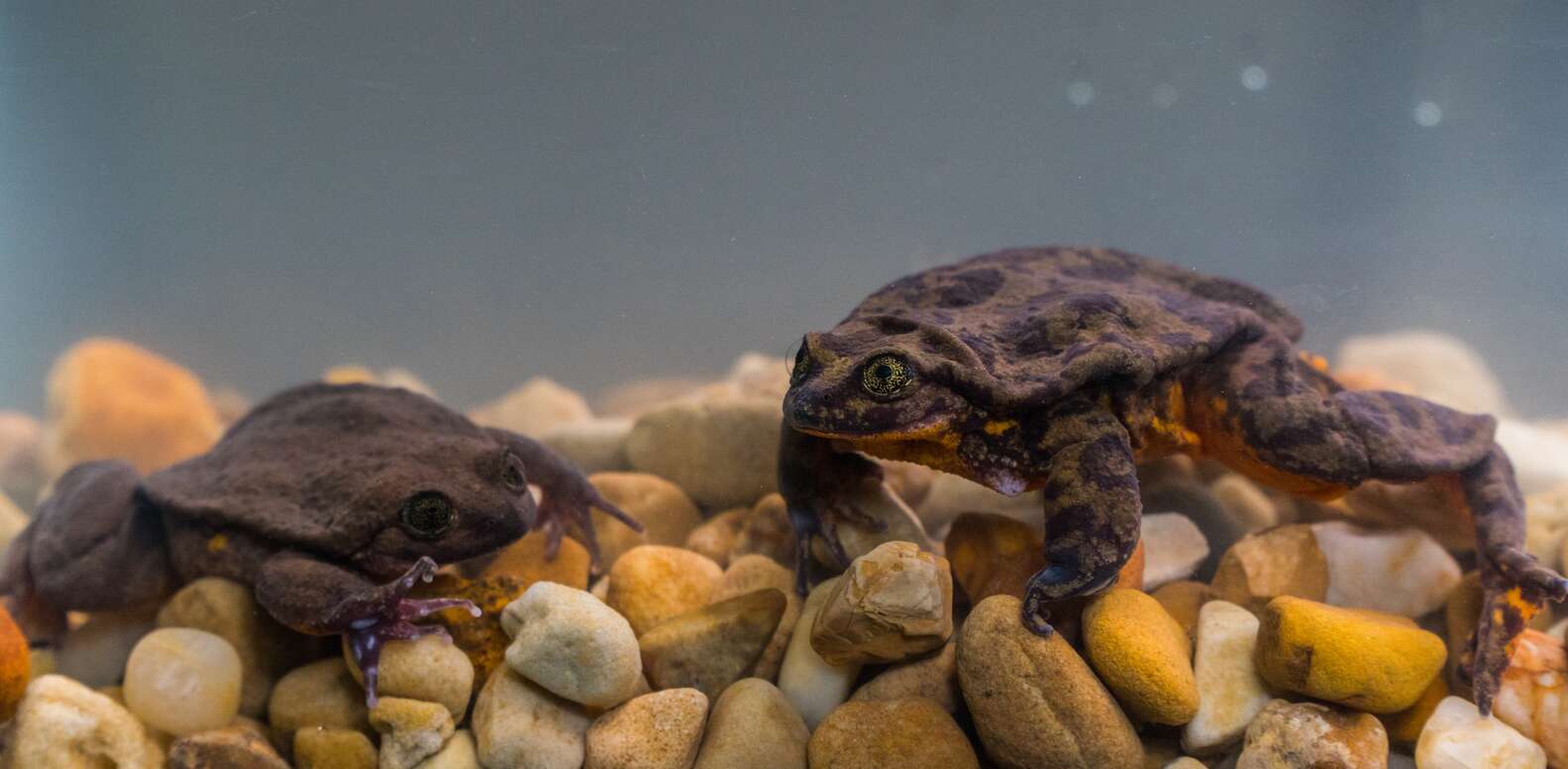 Rare Sehuencas Water Frogs Move In Together In Hopes To Save Species