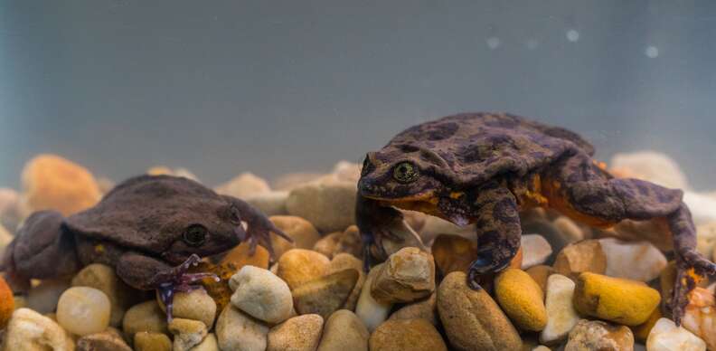 Ocracoke's frogs love a summer evening rainstorm