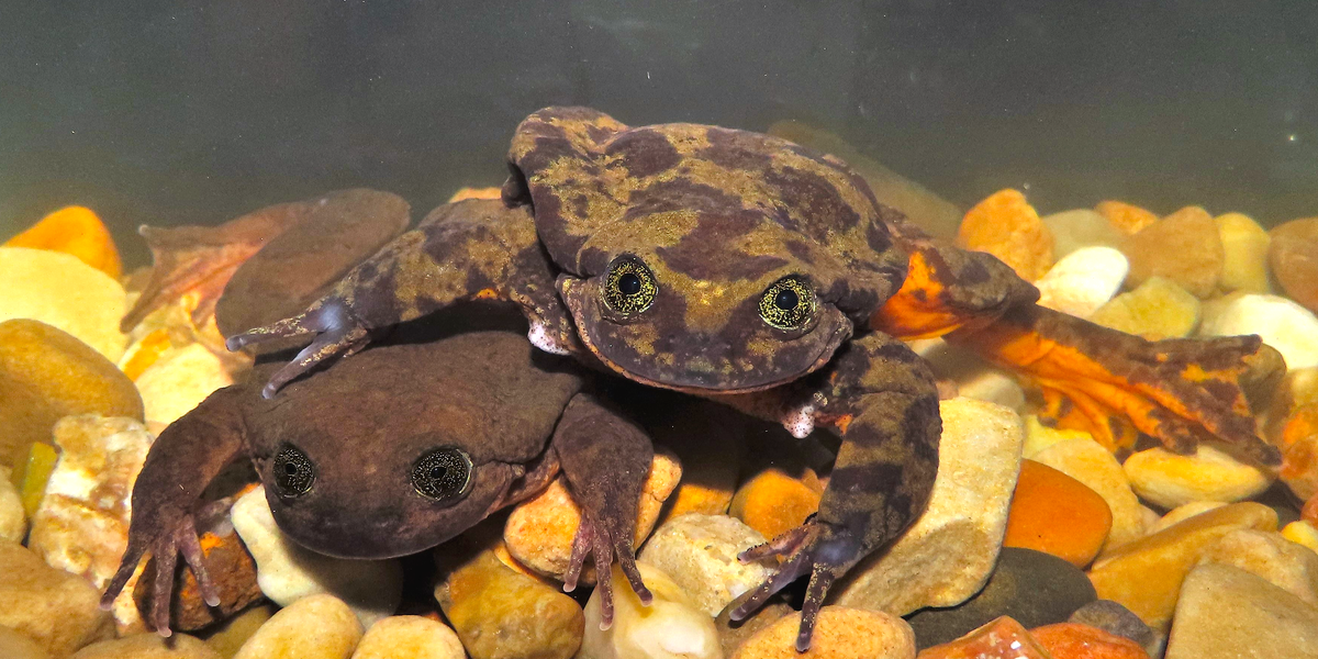 【frog☔︎】FranceBed　TW-010α　＋　MUJIベッド フランスベッド TW-010α シングル (マットレス) 価格比較 - 価格.com