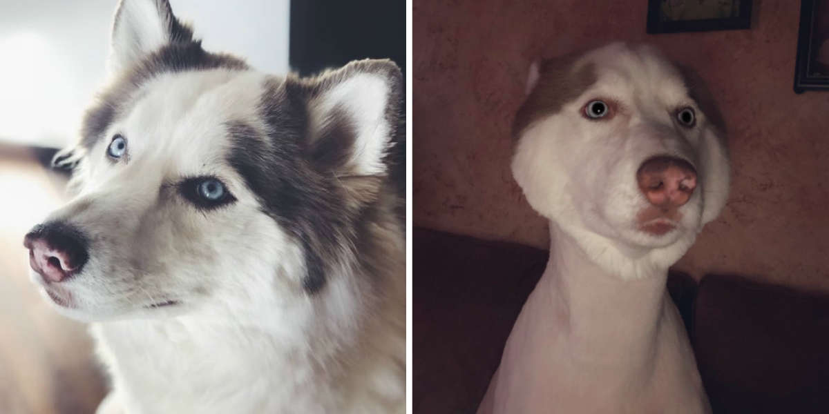 Husky Gets Hilariously Bad Haircut After Groomer Miscommunication - The