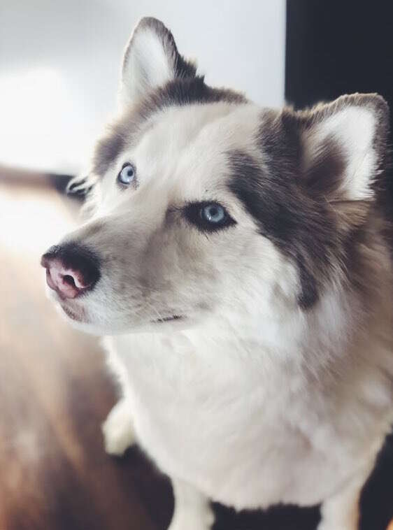 Haircuts for outlet husky dogs