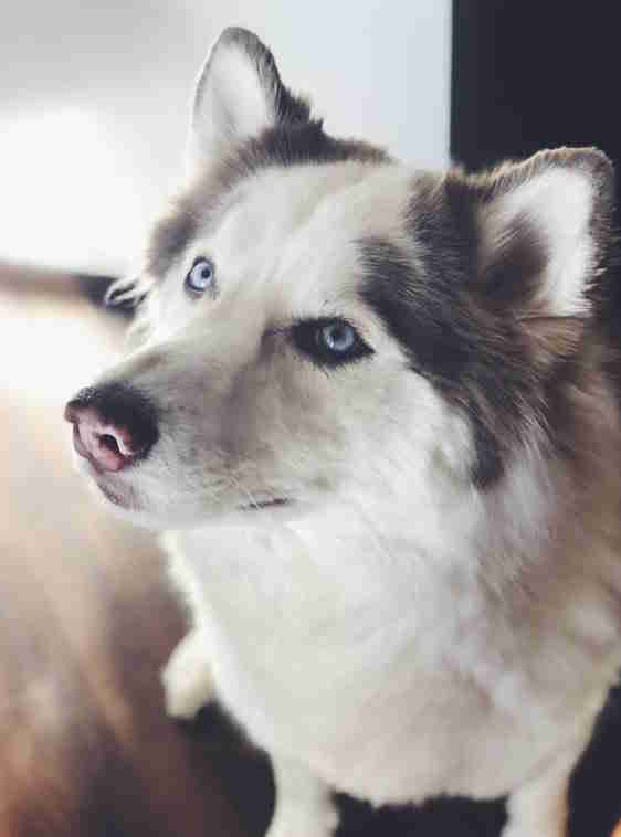 Husky Gets Hilariously Bad Haircut After Groomer Miscommunication - The