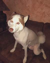 Husky's hilariously bad haircut