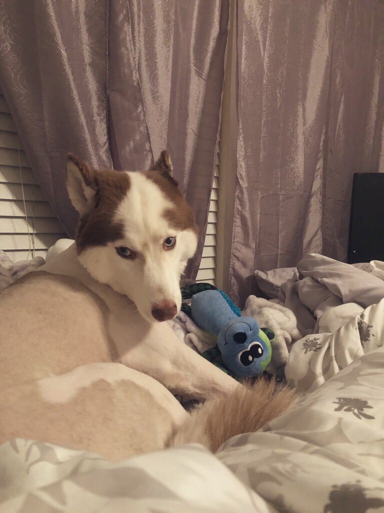 siberian husky haircut