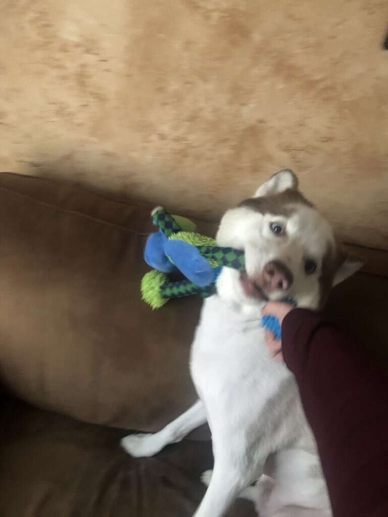 Husky's hilariously bad haircut