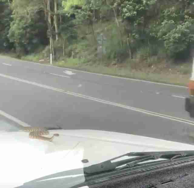 snake on car