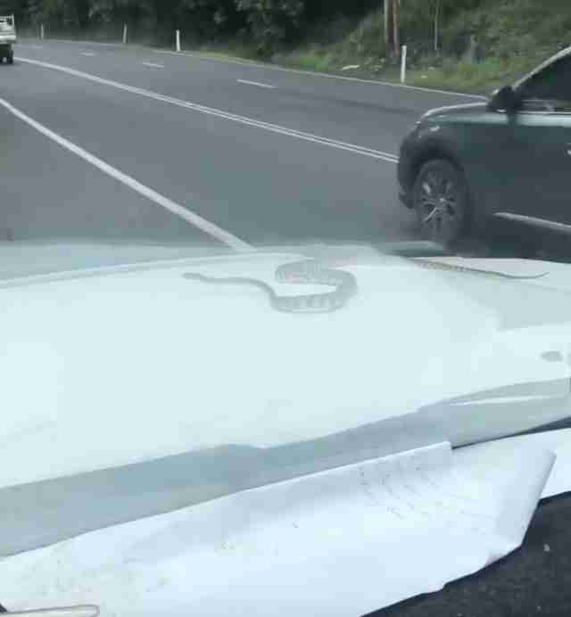 snake on car