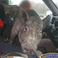 pig car distracted driver